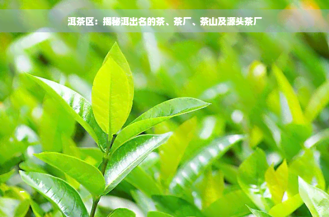 洱茶区：揭秘洱出名的茶、茶厂、茶山及源头茶厂