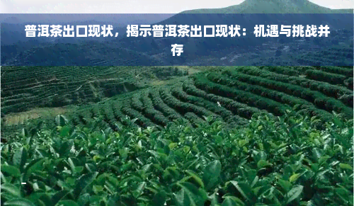 普洱茶出口现状，揭示普洱茶出口现状：机遇与挑战并存