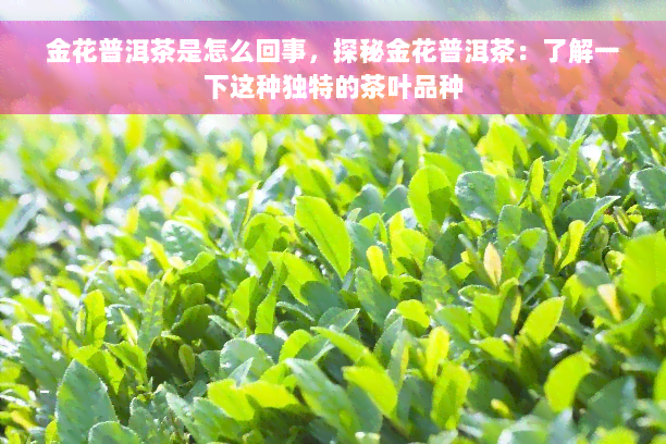 金花普洱茶是怎么回事，探秘金花普洱茶：了解一下这种独特的茶叶品种