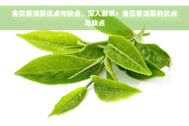 金花普洱茶优点与缺点，深入解析：金花普洱茶的优点与缺点