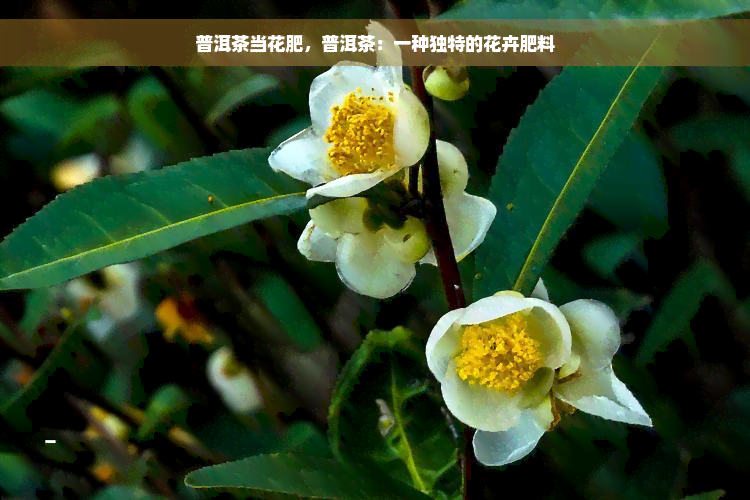 普洱茶当花肥，普洱茶：一种独特的花卉肥料