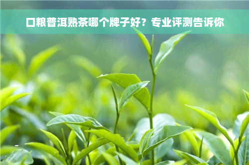 口粮普洱熟茶哪个牌子好？专业评测告诉你