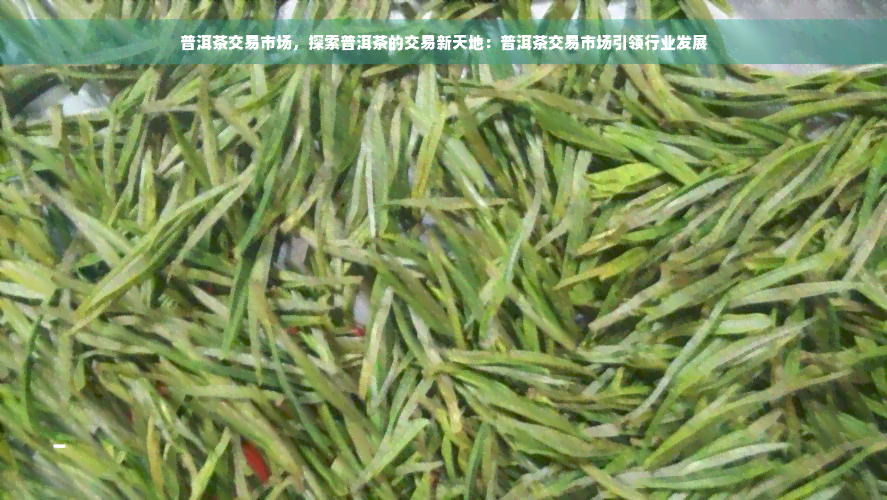 普洱茶交易市场，探索普洱茶的交易新天地：普洱茶交易市场引领行业发展