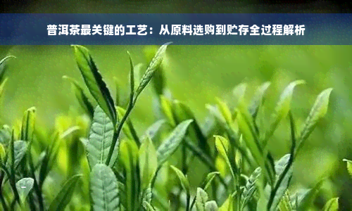 普洱茶最关键的工艺：从原料选购到贮存全过程解析