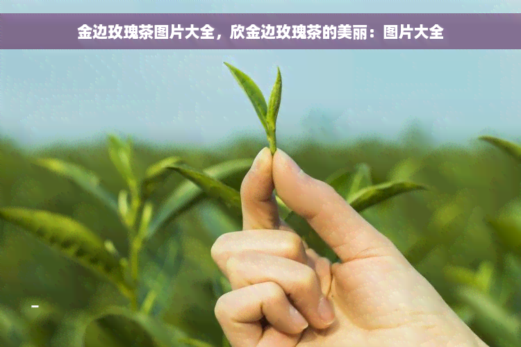 金边玫瑰茶图片大全，欣金边玫瑰茶的美丽：图片大全