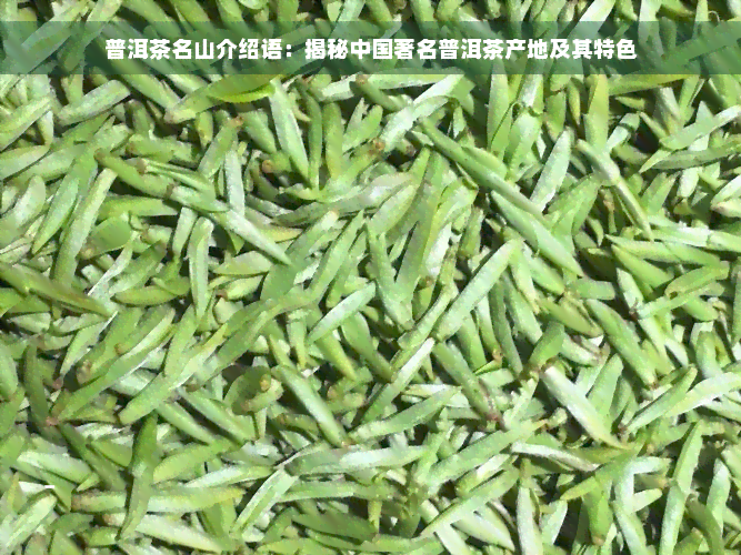 普洱茶名山介绍语：揭秘中国著名普洱茶产地及其特色