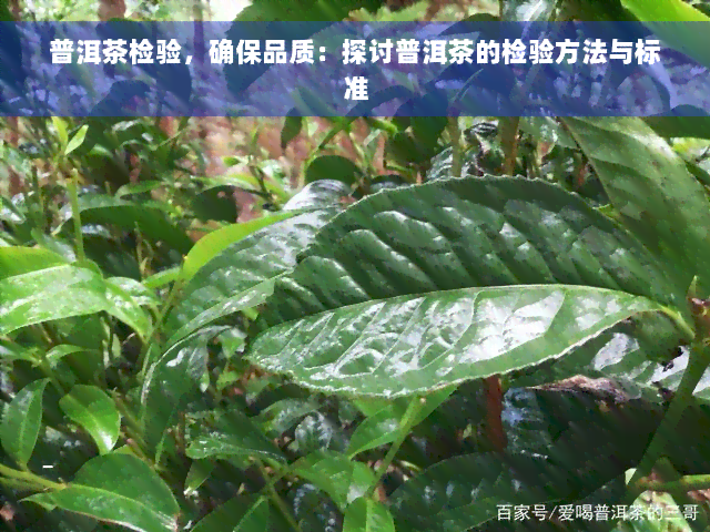 普洱茶检验，确保品质：探讨普洱茶的检验方法与标准