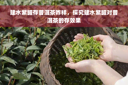 建水紫罐存普洱茶咋样，探究建水紫罐对普洱茶的存效果