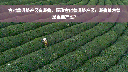 古时普洱茶产区有哪些，探秘古时普洱茶产区：哪些地方曾是重要产地？