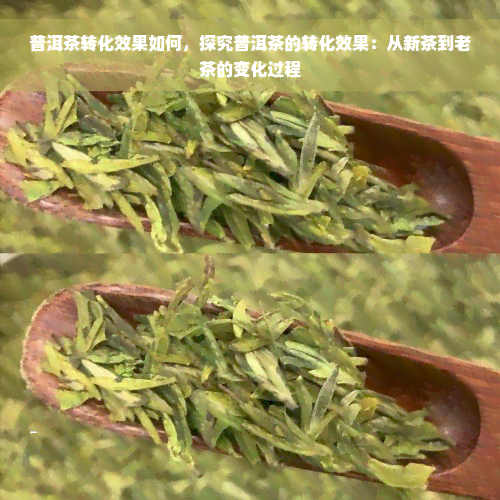 普洱茶转化效果如何，探究普洱茶的转化效果：从新茶到老茶的变化过程