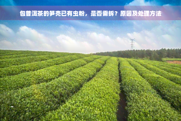 包普洱茶的笋壳已有虫粉，是否需拆？原因及处理方法