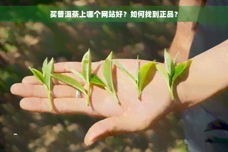 买普洱茶上哪个网站好？如何找到正品？