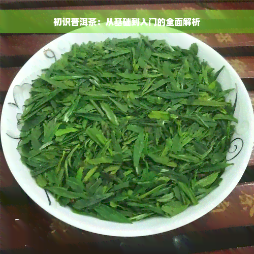 初识普洱茶：从基础到入门的全面解析