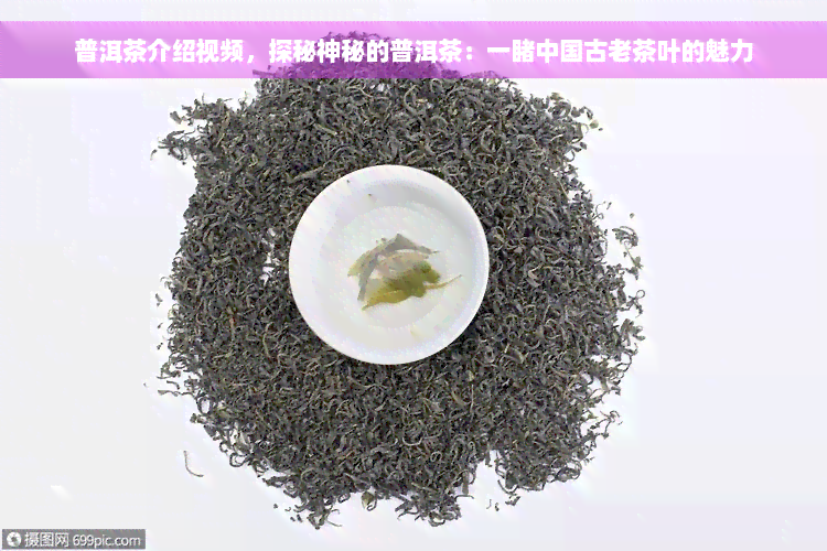 普洱茶介绍视频，探秘神秘的普洱茶：一睹中国古老茶叶的魅力