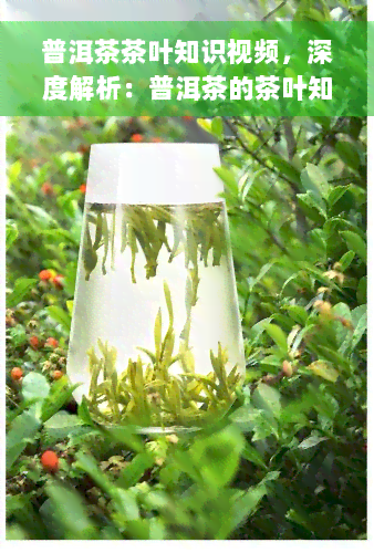 普洱茶茶叶知识视频，深度解析：普洱茶的茶叶知识与品鉴技巧视频