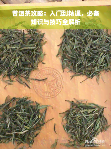 普洱茶攻略：入门到精通，必备知识与技巧全解析