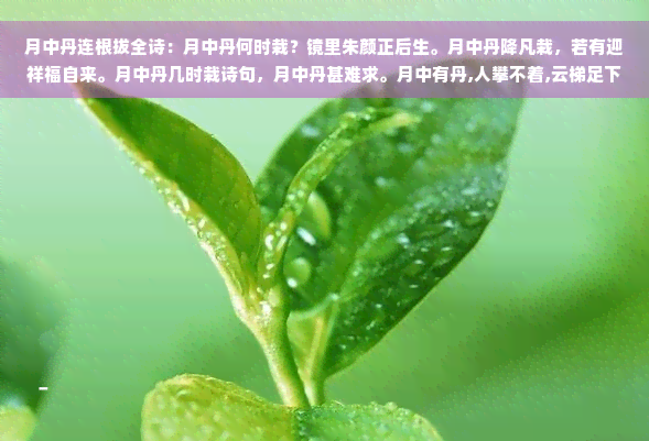 月中丹连根拔全诗：月中丹何时栽？镜里朱颜正后生。月中丹降凡栽，若有迎祥福自来。月中丹几时栽诗句，月中丹甚难求。月中有丹,人攀不着,云梯足下生,此际好落脚。月中丹,自风霜难老。