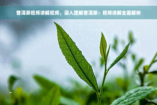 普洱茶视频讲解视频，深入理解普洱茶：视频讲解全面解析