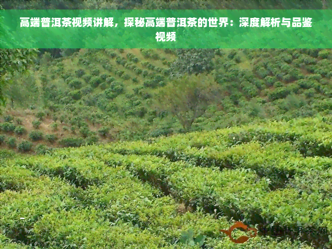 高端普洱茶视频讲解，探秘高端普洱茶的世界：深度解析与品鉴视频