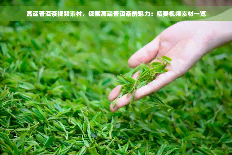 高端普洱茶视频素材，探索高端普洱茶的魅力：精美视频素材一览