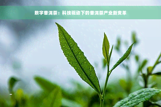 数字普洱茶：科技驱动下的普洱茶产业新变革