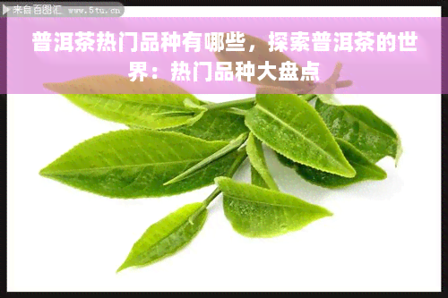 普洱茶热门品种有哪些，探索普洱茶的世界：热门品种大盘点