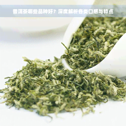 普洱茶哪些品种好？深度解析各类口感与特点