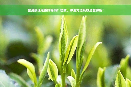 普洱茶迷迭香好喝吗？功效、冲泡方法及味道全解析！