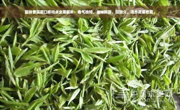 版纳普洱茶口感特点全面解析：香气独特，滋味醇厚，回持久，适合品鉴收藏。