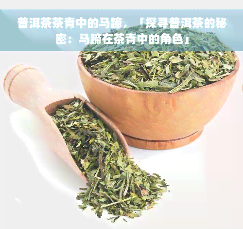 普洱茶茶青中的马蹄，「探寻普洱茶的秘密：马蹄在茶青中的角色」