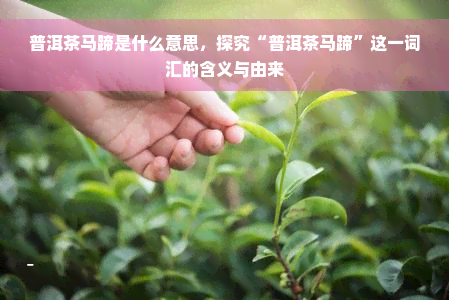 普洱茶马蹄是什么意思，探究“普洱茶马蹄”这一词汇的含义与由来