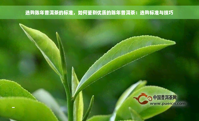 选购陈年普洱茶的标准，如何鉴别优质的陈年普洱茶：选购标准与技巧