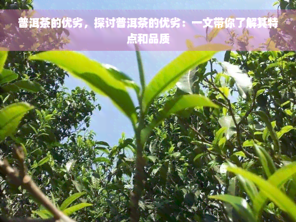 普洱茶的优劣，探讨普洱茶的优劣：一文带你了解其特点和品质