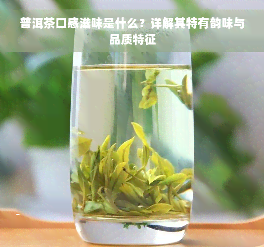 普洱茶口感滋味是什么？详解其特有韵味与品质特征