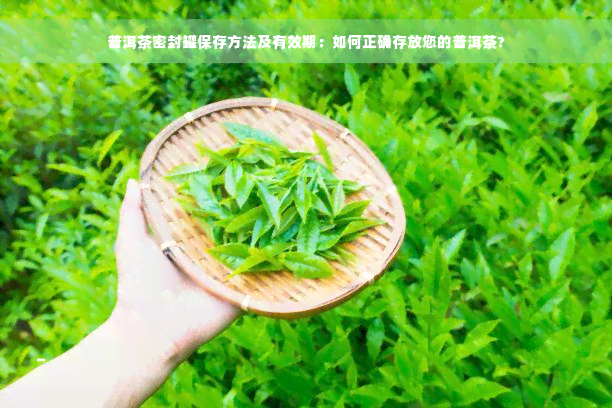 普洱茶密封罐保存方法及有效期：如何正确存放您的普洱茶?