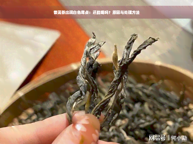 普洱茶出现白色霉点：还能喝吗？原因与处理方法