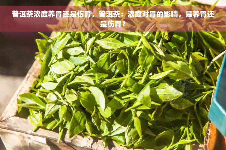 普洱茶浓度养胃还是伤胃，普洱茶：浓度对胃的影响，是养胃还是伤胃？