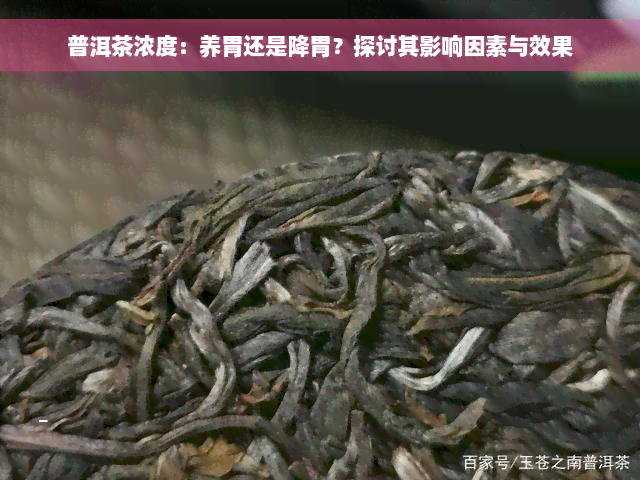 普洱茶浓度：养胃还是降胃？探讨其影响因素与效果