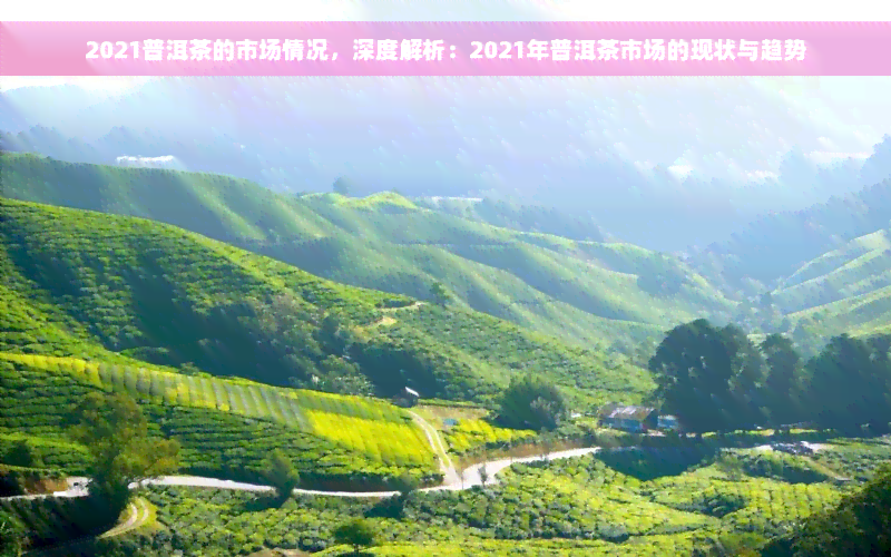 2021普洱茶的市场情况，深度解析：2021年普洱茶市场的现状与趋势