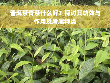 普洱茶青茶什么好？探讨其功效与作用及所属种类