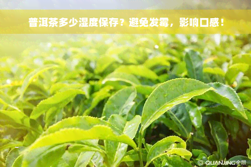 普洱茶多少湿度保存？避免发霉，影响口感！