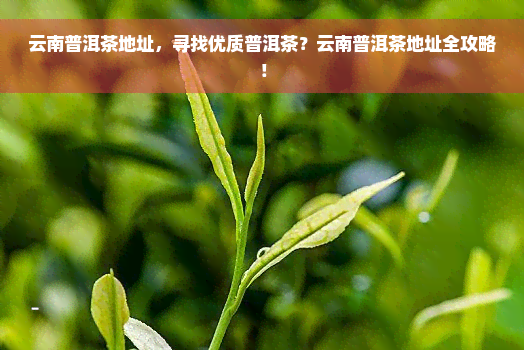 云南普洱茶地址，寻找优质普洱茶？云南普洱茶地址全攻略！