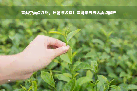 普洱茶卖点介绍，日清凉必备！普洱茶的四大卖点解析