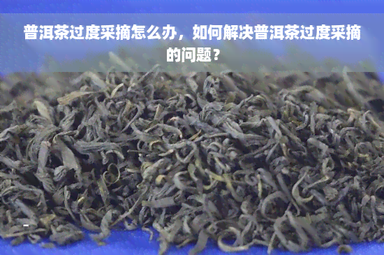 普洱茶过度采摘怎么办，如何解决普洱茶过度采摘的问题？