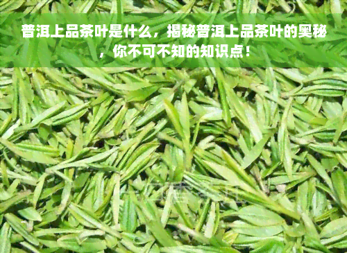 普洱上品茶叶是什么，揭秘普洱上品茶叶的奥秘，你不可不知的知识点！