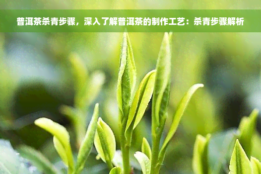 普洱茶杀青步骤，深入了解普洱茶的制作工艺：杀青步骤解析