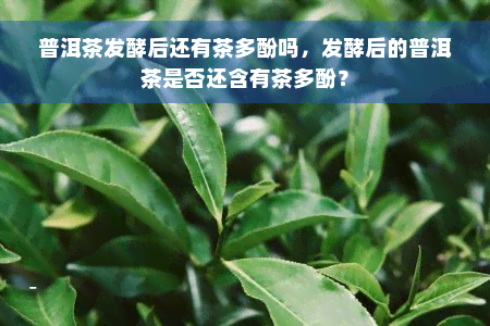 普洱茶发酵后还有茶多酚吗，发酵后的普洱茶是否还含有茶多酚？