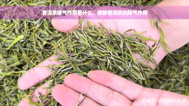 普洱茶降气作用是什么，揭秘普洱茶的降气作用