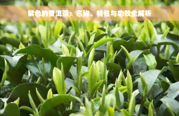 紫色的普洱茶：名称、特性与功效全解析