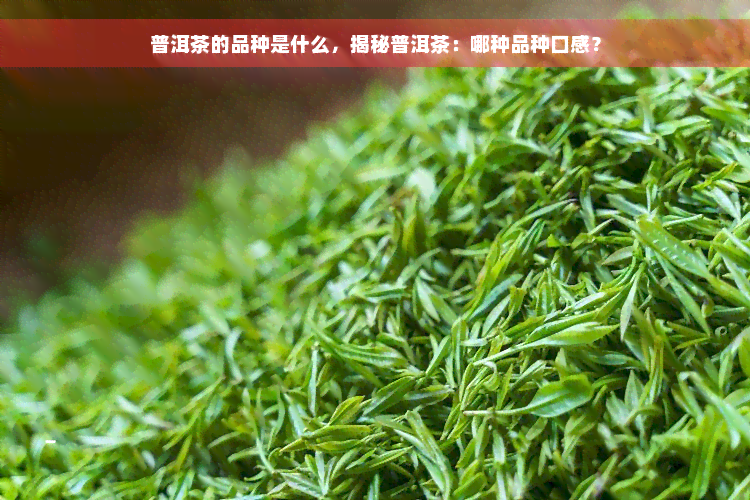 普洱茶的品种是什么，揭秘普洱茶：哪种品种口感？